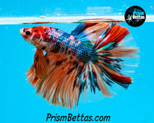 Load image into Gallery viewer, Rainbow Marble Halfmoon Male