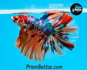 Rainbow Marble Halfmoon Male