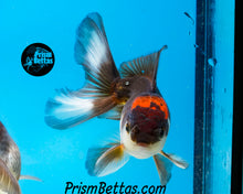 Load image into Gallery viewer, Tricolor Oranda (3.5+ inches nose to tail)