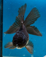 Load image into Gallery viewer, Chocolate Oranda (3.5-4.25 inches)