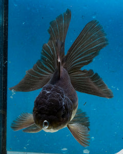 Chocolate Oranda (3.5-4.25 inches)