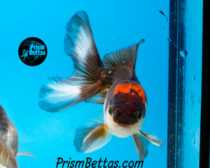 Tricolor Oranda (3.5+ inches nose to tail)