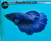 Load image into Gallery viewer, Blue Rosetail Halfmoon Female
