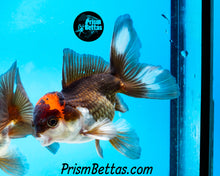 Load image into Gallery viewer, Tricolor Oranda (3.5+ inches nose to tail)