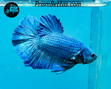 Load image into Gallery viewer, Turquoise Halfmoon Plakat Male