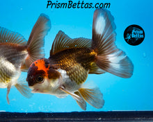 Load image into Gallery viewer, Tricolor Oranda (3.5+ inches nose to tail)