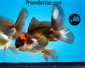 Tricolor Oranda (3.5+ inches nose to tail)