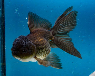 Chocolate Oranda (3.5-4.25 inches)