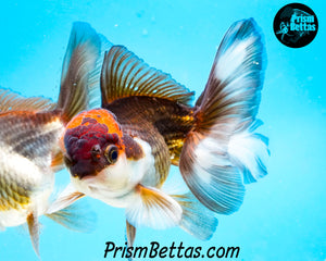 Tricolor Oranda (3.5+ inches nose to tail)