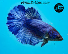 Load image into Gallery viewer, Blue Rosetail Halfmoon Female