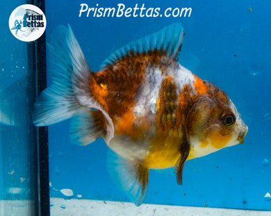 Premium Calico Yaun Bao Oranda Male (3.5 inch length) Imported from Thailand