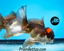 Load image into Gallery viewer, Tricolor Oranda (3.5+ inches nose to tail)