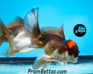 Tricolor Oranda (3.5+ inches nose to tail)