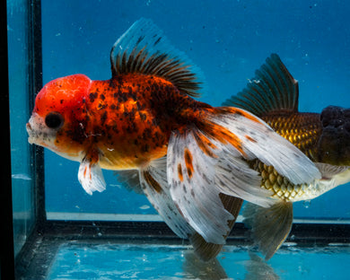 Calico Oranda (3.5-4.25 inches)