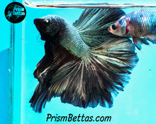 Load image into Gallery viewer, Copper Dragon Rosetail Halfmoon Male