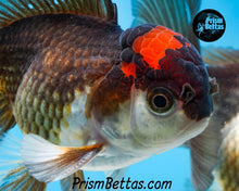 Load image into Gallery viewer, Tricolor Oranda (3.5+ inches nose to tail)