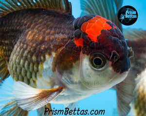 Tricolor Oranda (3.5+ inches nose to tail)