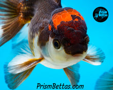 Load image into Gallery viewer, Tricolor Oranda (3.5+ inches nose to tail)