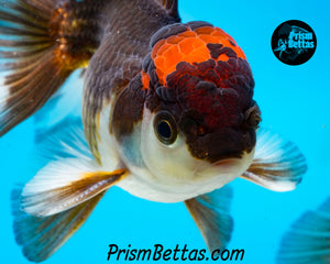 Tricolor Oranda (3.5+ inches nose to tail)