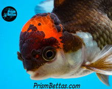 Load image into Gallery viewer, Tricolor Oranda (3.5+ inches nose to tail)