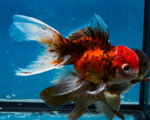 Load image into Gallery viewer, Calico Oranda (3.5-4.25 inches)