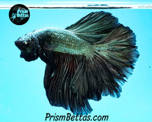 Load image into Gallery viewer, Copper Dragon Rosetail Halfmoon Male