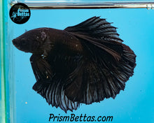 Load image into Gallery viewer, Black Halfmoon Male