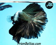 Load image into Gallery viewer, Copper Dragon Rosetail Halfmoon Male