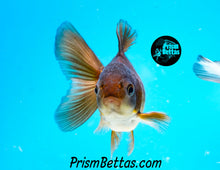 Load image into Gallery viewer, Blue Panda Oranda (4 inches nose to tail)