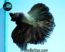 Load image into Gallery viewer, Copper Dragon Rosetail Halfmoon Male