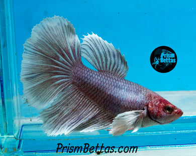 Purple Dumbo Halfmoon Female