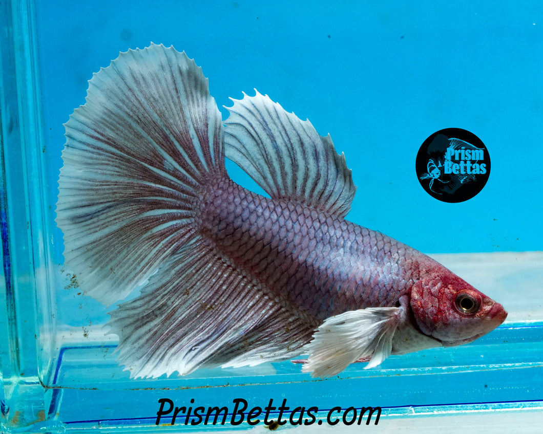 Purple Dumbo Halfmoon Female