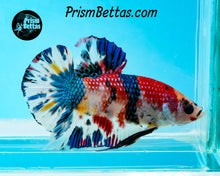 Load image into Gallery viewer, Candy Koi Halfmoon Plakat Male