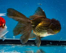 Load image into Gallery viewer, Chocolate Oranda (3.5-4.25 inches)
