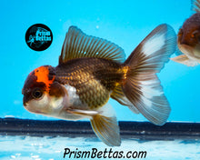 Load image into Gallery viewer, Tricolor Oranda (3.5+ inches nose to tail)