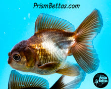 Load image into Gallery viewer, Blue Panda Oranda (4 inches nose to tail)