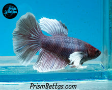 Load image into Gallery viewer, Purple Dumbo Halfmoon Female