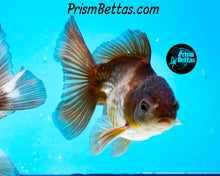 Load image into Gallery viewer, Blue Panda Oranda (4 inches nose to tail)