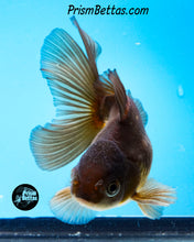 Load image into Gallery viewer, Blue Panda Oranda (4 inches nose to tail)