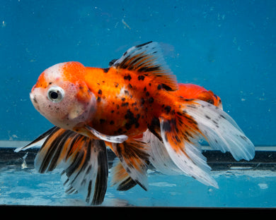 Calico Oranda (3.5-4.25 inches)