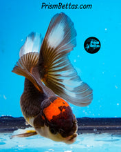 Load image into Gallery viewer, Tricolor Oranda (3.5+ inches nose to tail)