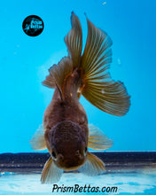 Load image into Gallery viewer, Blue Panda Oranda (4 inches nose to tail)