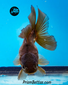 Blue Panda Oranda (4 inches nose to tail)