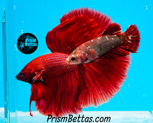 Red Halfmoon Male