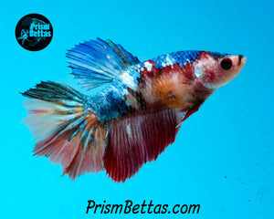 Candy Koi Halfmoon Female