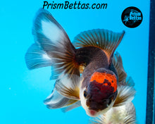 Load image into Gallery viewer, Tricolor Oranda (3.5+ inches nose to tail)