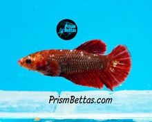 Load image into Gallery viewer, Marble Halfmoon Plakat Female