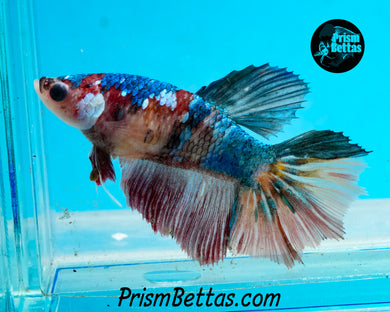 Candy Koi Halfmoon Female
