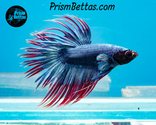 Load image into Gallery viewer, Grizzle Crowntail Male