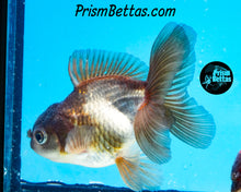 Load image into Gallery viewer, Blue Panda Oranda (4 inches nose to tail)